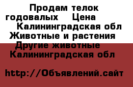 Продам телок годовалых. › Цена ­ 27 000 - Калининградская обл. Животные и растения » Другие животные   . Калининградская обл.